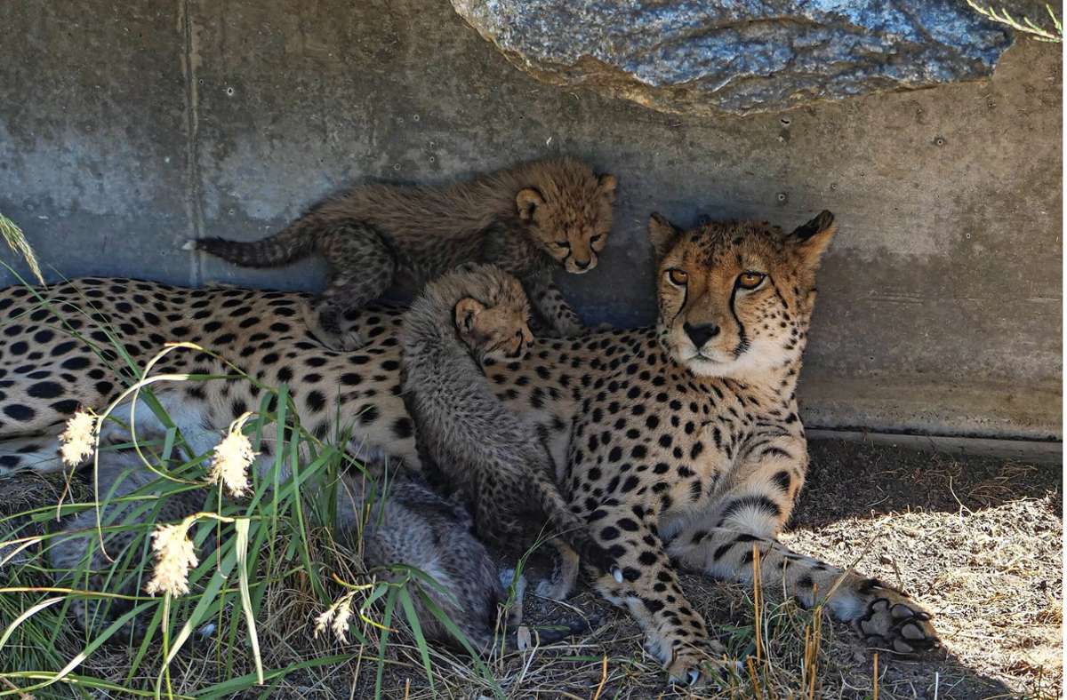 Mutter Niara, umgeben von fünf hungrigen Gepardenbabys.