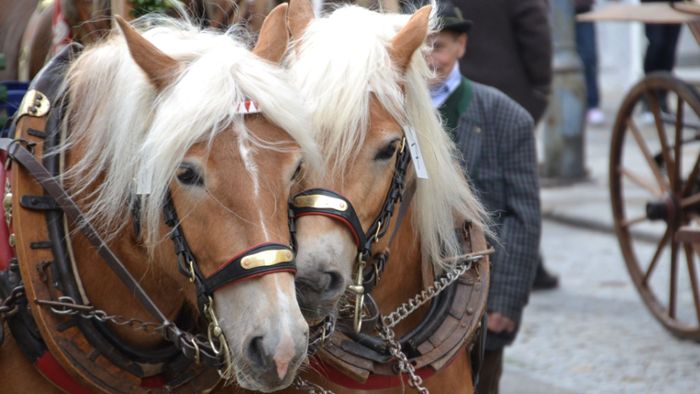 Pferdemarkt zwischen Tradition und Moderne