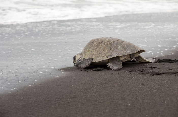Zahlreiche tote Schildkröten und Delfine gefunden