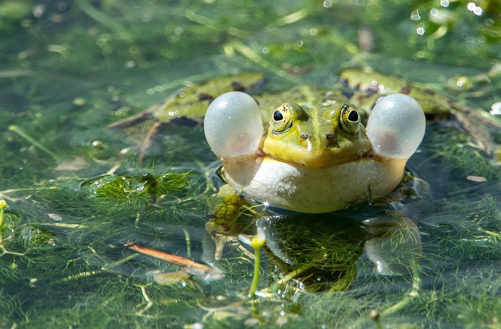 Ein Frosch bläst in einem Teich seine Schallblasen auf, während er sich lautstark bemerkbar macht.