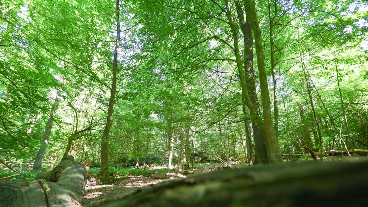 Geislingen: Von rutschendem Baum erfasst: Bergwacht rettet Waldarbeiter