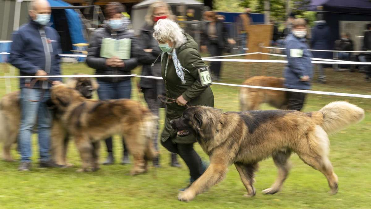 Leonberger Hunde: Auszeichnung nur mit schwarzer Maske