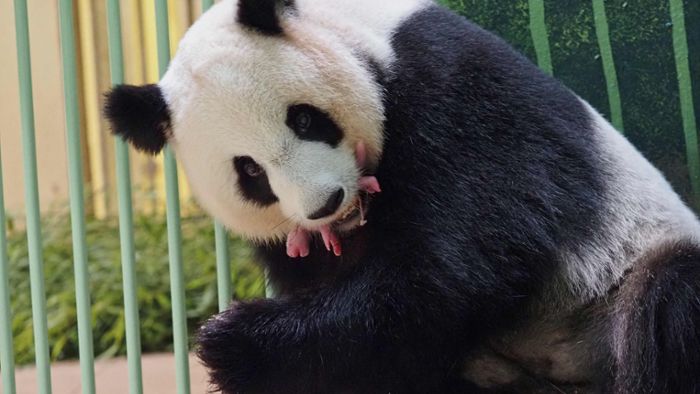 Huan Huan ist Mutter von zwei rosa Pandabärchen