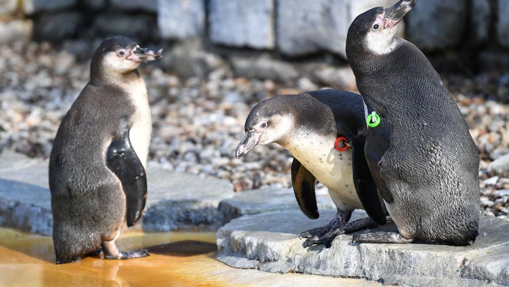  Nach dem gewaltsamen Tod eines Humboldt-Pinguins rechnet die Polizei nicht mit baldigen Ergebnissen hinsichtlich einer Festnahme. Die Untersuchung des Tieres soll erste Hinweise liefern. 