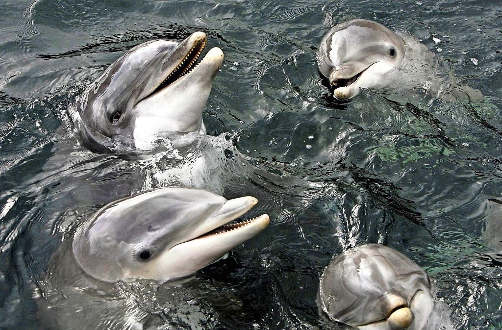 Auch Delfine, eine der intelligentesten Spezies im Tierreich, stehen auf Drogen.