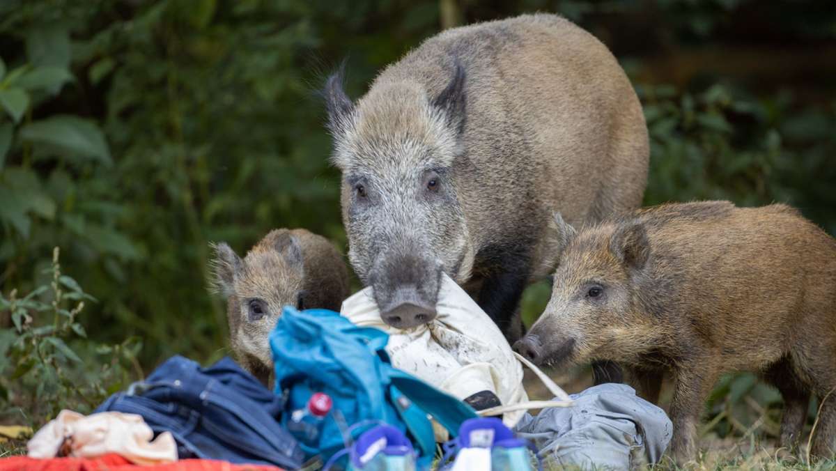 Unfälle mit Wildschweinen: Wildschweine auf Autobahn unterwegs  – mehrere Tiere verendet