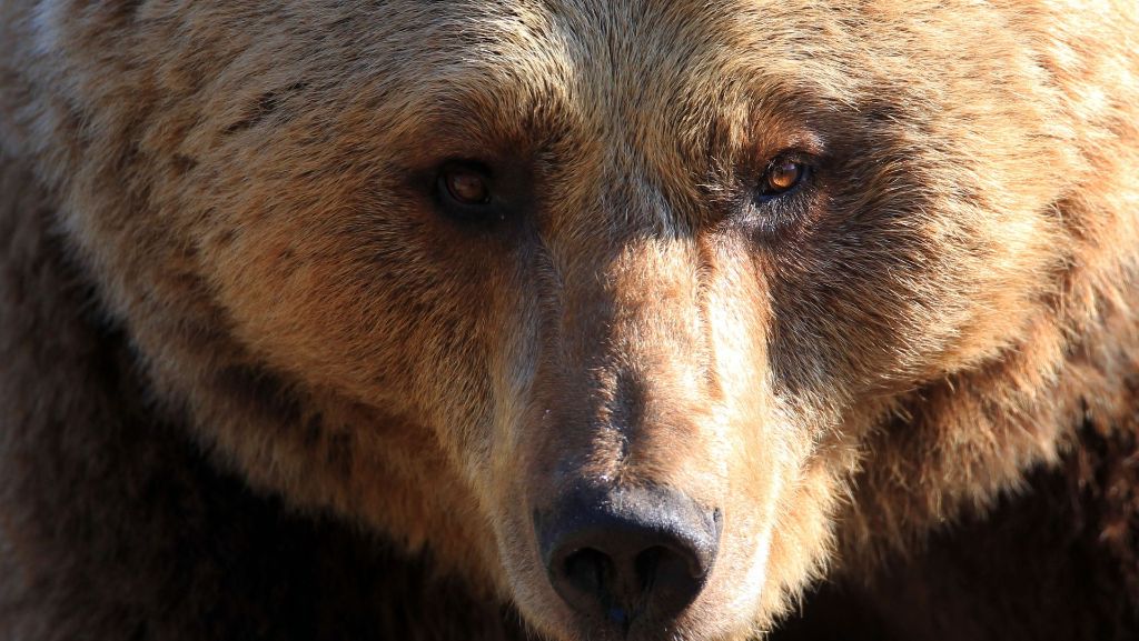 Gehege und Tiere zu alt: Dänischer Zoo tötet zwei Braunbären