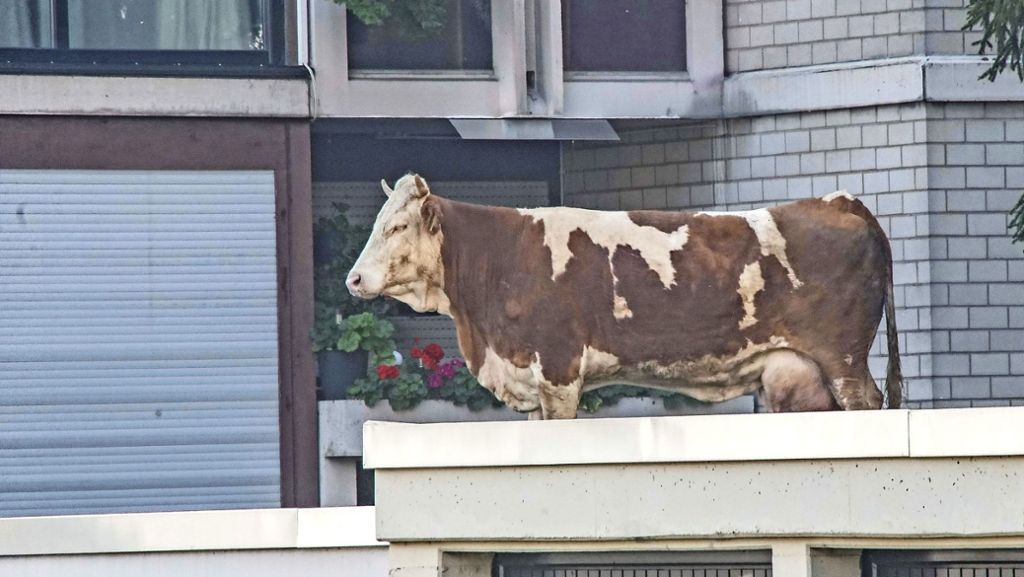 Polizeieinsatz in Sindelfingen-Maichingen: Wie eine Kuh auf ein Dach kommt