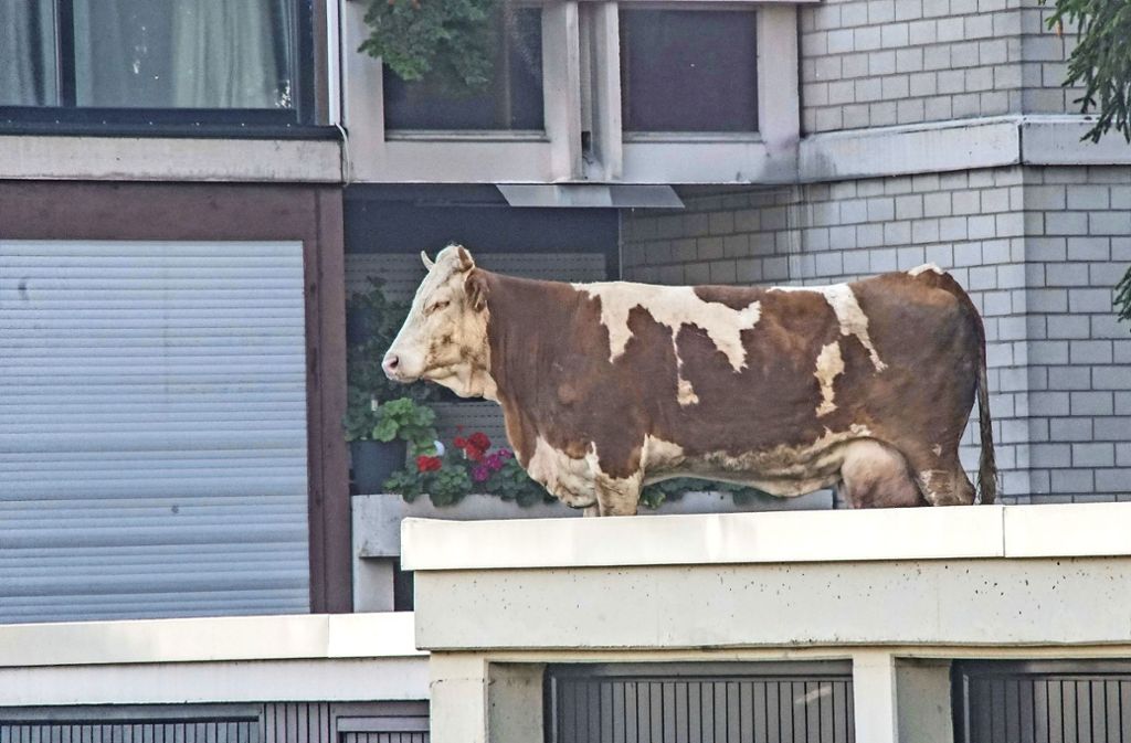 Die Kuh ist  in Panik auf das Dach einer Maichinger Garage geflüchtet. Foto: SDMG