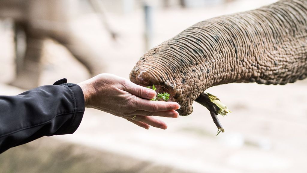 Zoo Karlsruhe: Abgemagerte Elefantenkuh aus Osteuropa gerettet