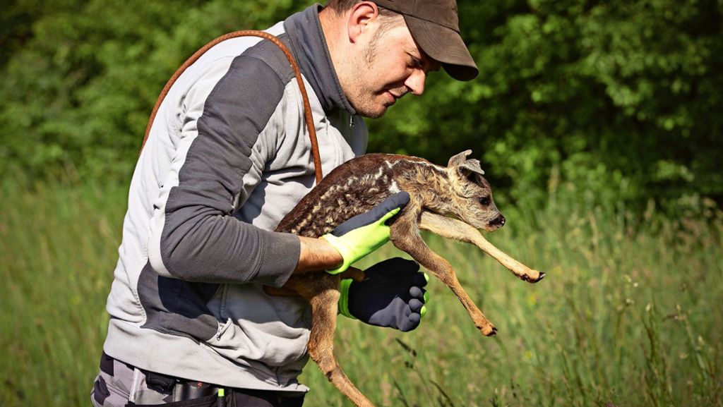 Tierschutz im Kreis Böblingen: Jäger retten Rehkitze vor dem Mähtod