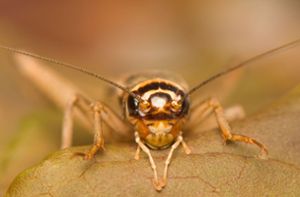 Ekelfaktor bremst Insektenökonomie