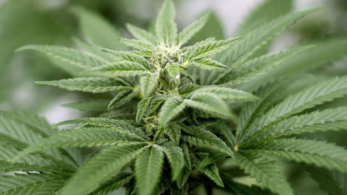  Unglaublich, aber wahr: Direkt vor dem Reutlinger Polizeirevier wächst eine Mini-Plantage mit bis zu 25 Cannabis-Pflanzen. Ein Polizeisprecher erklärt, wie den Beamten das blühen konnte. 