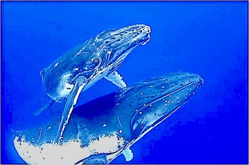 Viele Wale sind vom Aussterben bedroht, weil sie zu sehr gejagt werden. Foto: Archiv