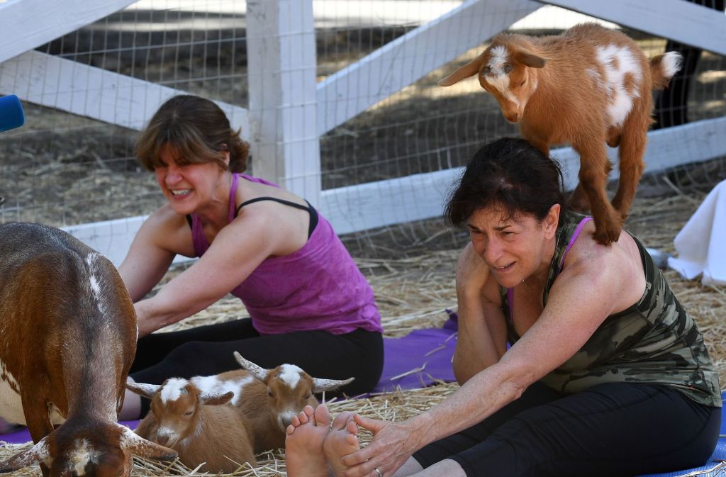 Der große Vorteil, den Yoga gegenüber anderen Sportarten hat: Es klappt in (fast) jeder Lebenslage. Ob mit Ziegen auf der Matte beim Ziegen-Yoga in Kalifornien...