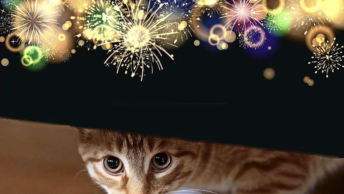 Silvester 2023 im Kreis Esslingen: Feuerwerk bedeutet Stress für Tiere