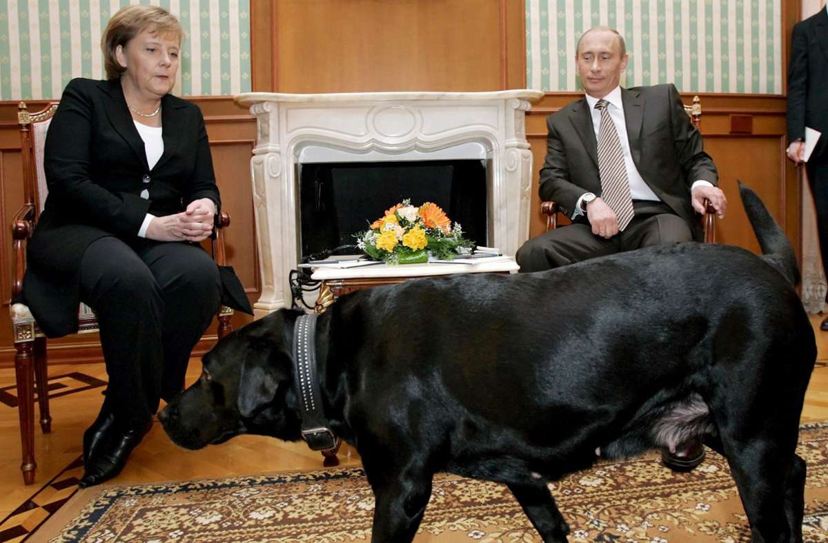 Im Jahr 2007: Koney, der schwarze Labrador von Russlands Präsident Wladimir Putin, läuft beim Treffen seines Herrchens mit Bundeskanzlerin Angela Merkel durchs Zimmer. Einige Jahre später sagte Merkel in einem Interview der Süddeutschen Zeitung, sie habe vor Hunden zwar keine Angst, aber „eine gewisse Sorge“, seit sie mal gebissen worden sei. Merkel in dem Interview: „Obwohl, wie ich glaube, der russische Präsident genau wusste, dass ich nicht gerade begierig darauf war, seinen Hund zu begrüßen, brachte er ihn mit. Aber so war es nun mal. Und man sieht ja, wie ich mich tapfer bemühe, Richtung Putin zu gucken und nicht Richtung Hund.“