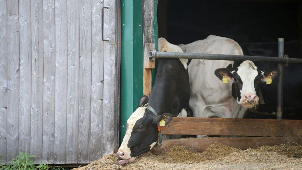 Verdacht auf Tierquälerei: Razzia bei Allgäuer Milchviehbetrieb