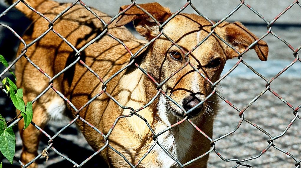 Tierheim Esslingen: Tierschützer träumen von neuem Hundehaus