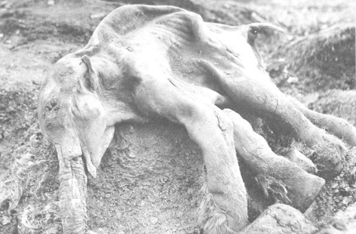 Das männliche Wollhaarmammutkalb Dima am Fundort in der einstigen Mammutsteppe von Beringia in Sibirien.