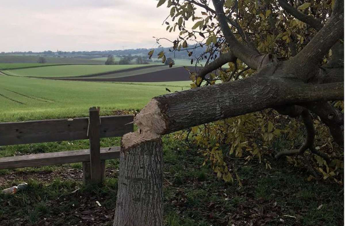 Erst kürzlich wurde in der Gemeinde einfach ein Nussbaum gefällt. Foto: Gemeinde Erdmannhausen