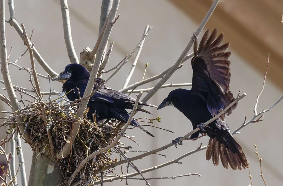 Ein Brutpaar beim Nestbau