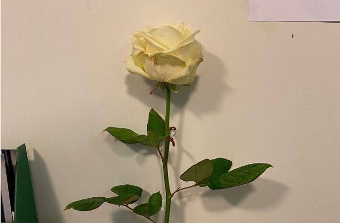 Eine weiße Rose für die Toten