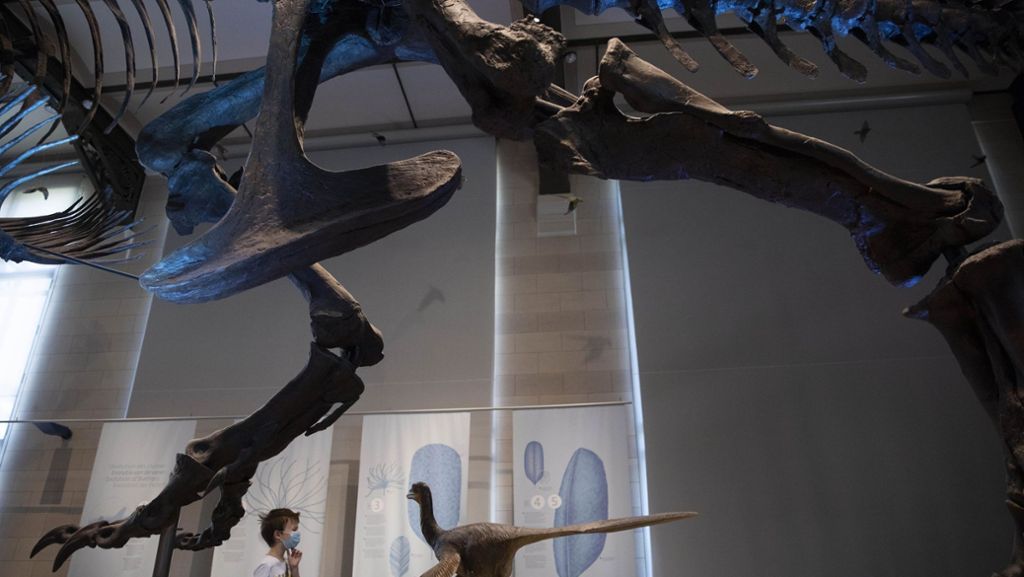  Ein 25-Jähriger bricht in Sydney in ein Museum ein und schießt dort Selfies mit einem T-Rex-Skelett. Bei dem Einbrecher handelt es sich um einen Deutschen. 