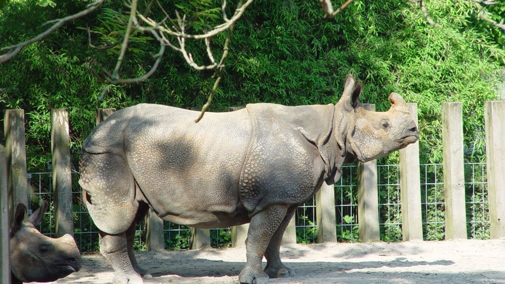 World Rhino Day in der Wilhelma: Sind die Nashörner noch zu retten?
