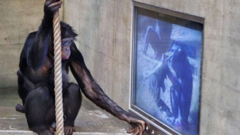 Studie in der Wilhelma Stuttgart: Was schauen Bonobos am liebsten im TV?