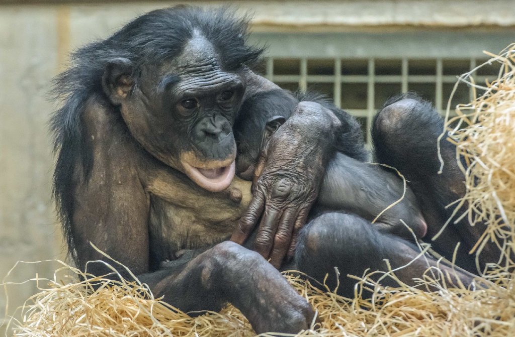 Bonobo Huenda hat am 24. November 2015 ihr erstes Baby auf die Welt gebracht. Das Geschlecht des Nachwuchses ist noch nicht bekannt.