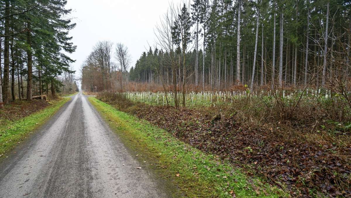 Stadtwald Renningen: 2019 und 2020 wirken immer noch nach