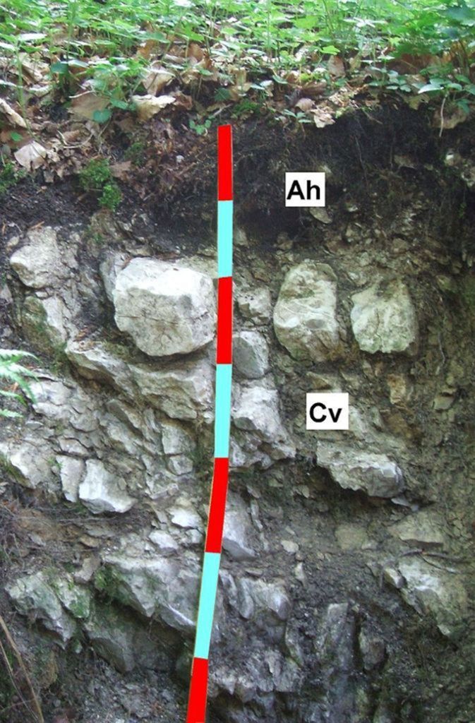 Rendzina auf Kalkstein. Redzina bezeichnet in der Bodenkunde und Geologie einen flachgründigen Boden, der sich auf karbonat- oder gipsreichen Gesteinen bildet.