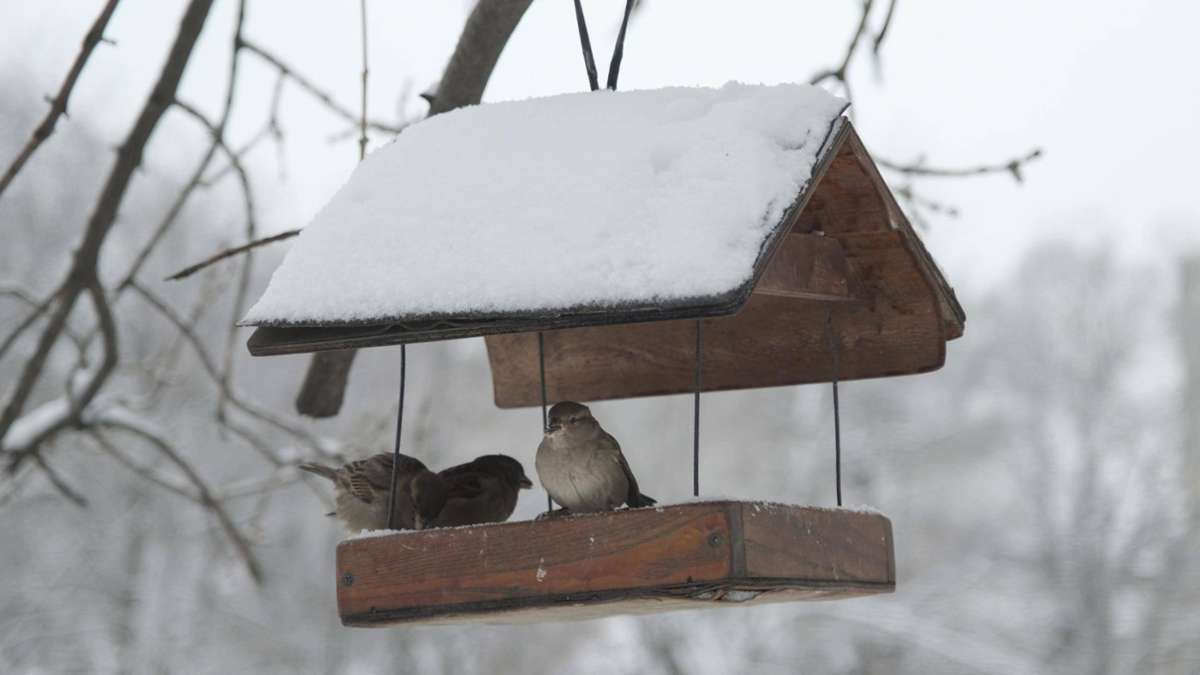 Vogelfütterung im Winter: Das muss beachtet werden