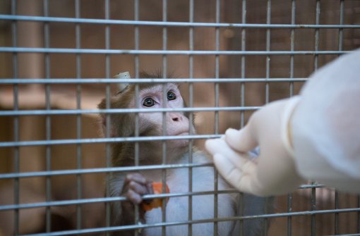 Ein Rhesus-Affe mit einem Implantat im Kopf wird im Max-Planck-Institut für biologische Kybernetik in Tübingen gefüttert. Foto: dpa