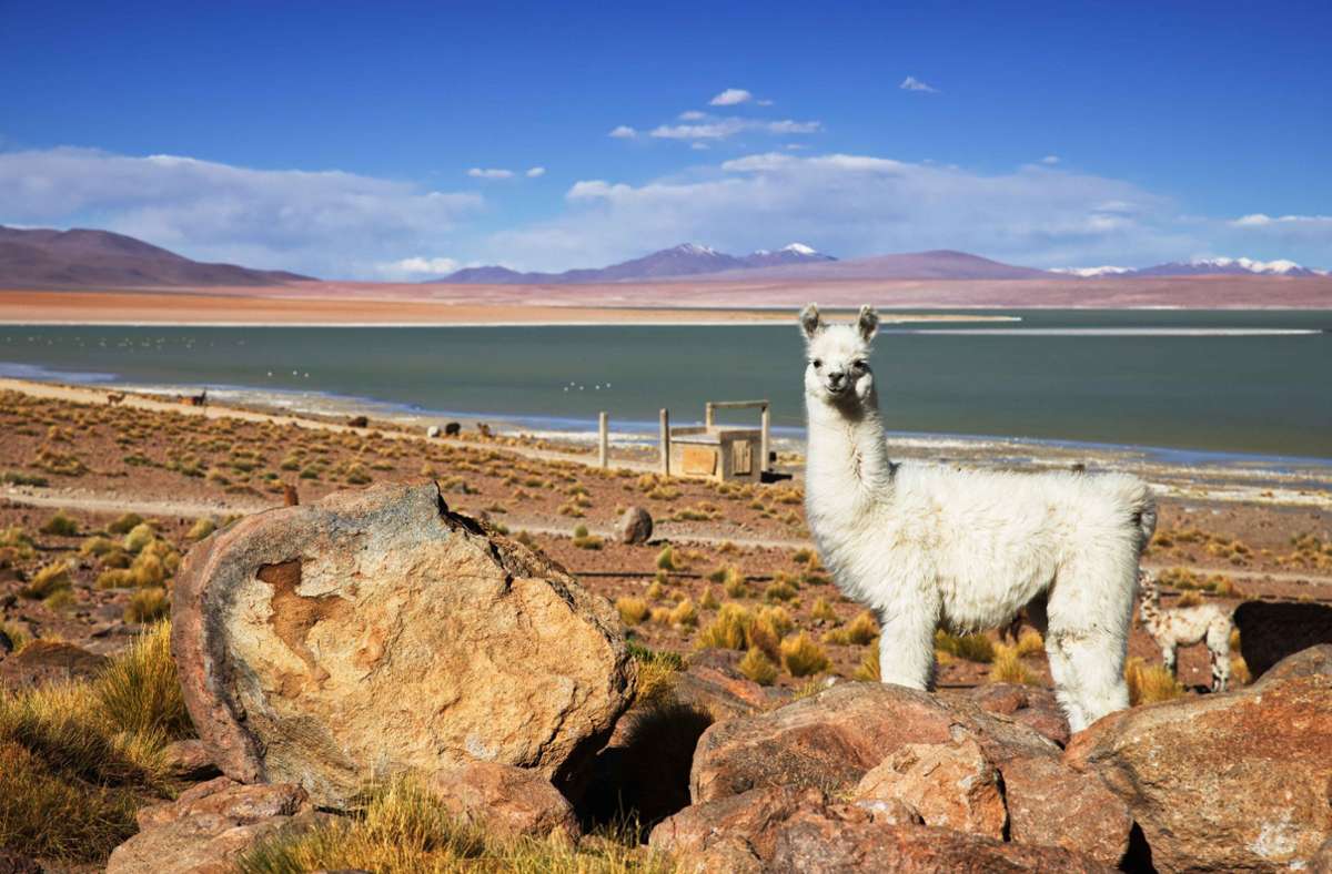 Lama in Bolivien
