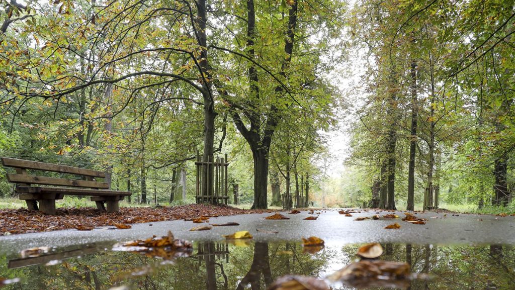 Geliebt und schutzbedürftig: Der Ludwigsburger Favoritepark: Bedrängtes Baumparadies