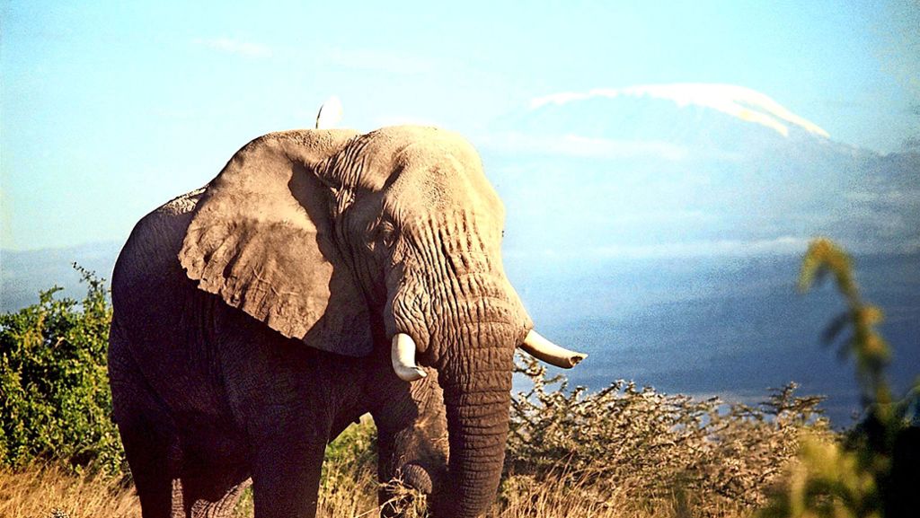 Artenschutz in Ostafrika: Welterbe-Reservat in Tansania bedroht