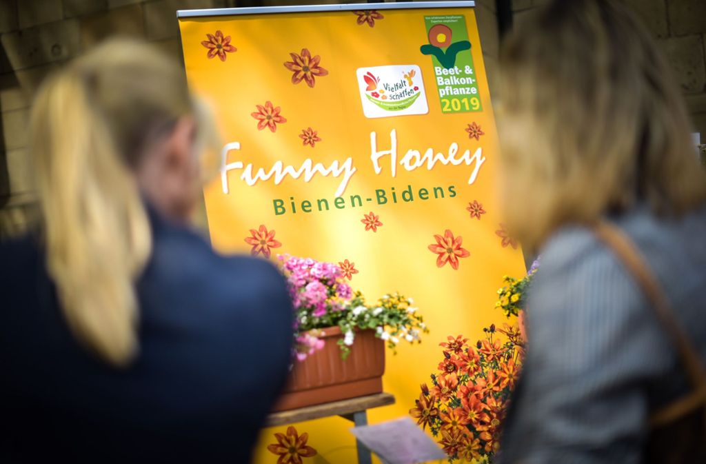 Funny Honey ist die Balkonpflanze des Jahres.