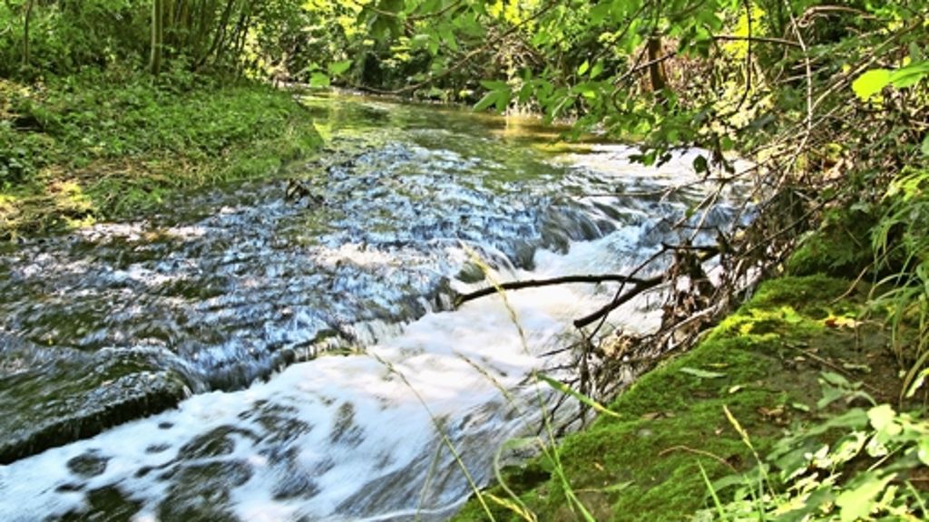 Flüsse in Möhringen: Stadt hat kein Geld für mehr Natur an Flüssen