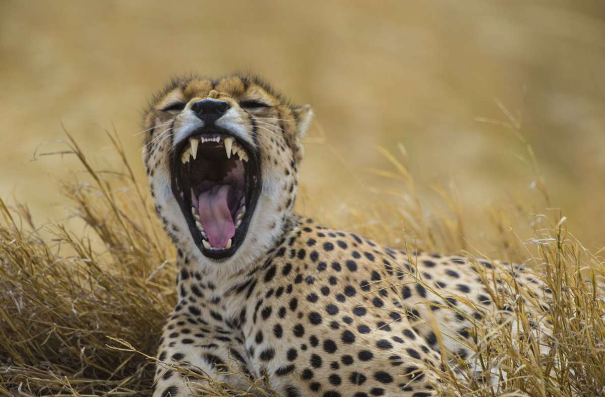 Der Gepard ist ein hauptsächlich in Afrika verbreitetes Raubtier, das zur Familie der Katzen gehört. Die in ihrem Jagdverhalten hoch spezialisierten Geparde sind die schnellsten Landtiere der Welt.