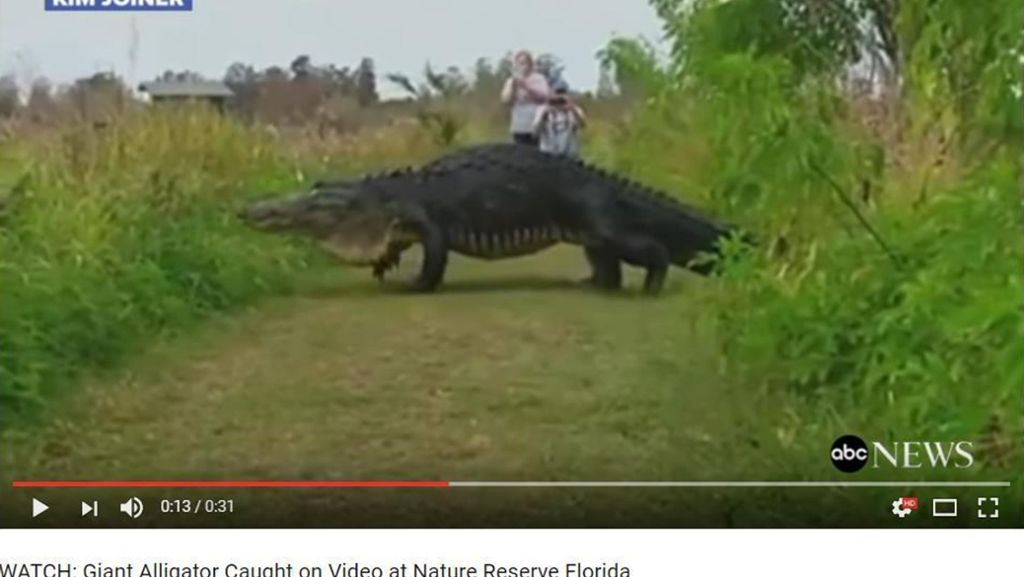 Wie ein Dinosaurier: Riesenalligator in Florida gesichtet