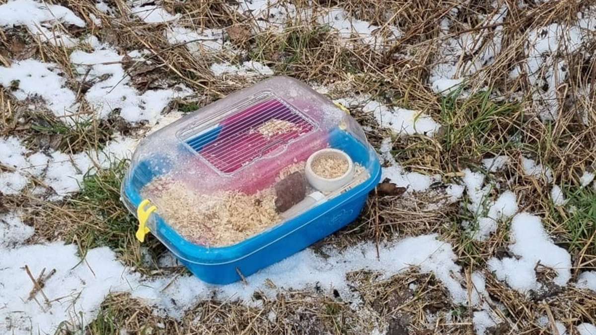 Schrecklicher Fund in Schwenningen: Erfroren! Hamster im Industriegebiet ausgesetzt