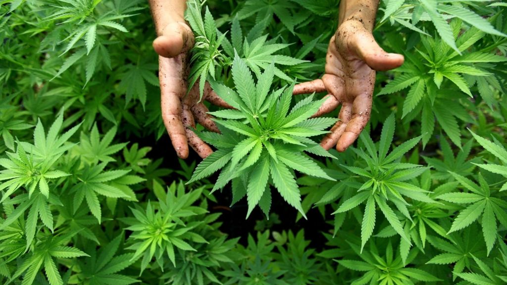 Cannabis auf Rezept: Grünes Licht für grüne Drogen