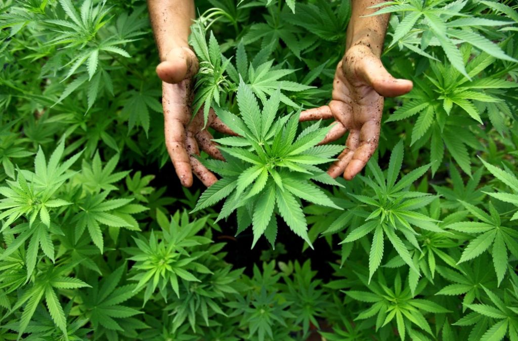 Das in Hanfpflanzen enthaltene Cannabis kann Schmerzen lindern. Foto: dpa