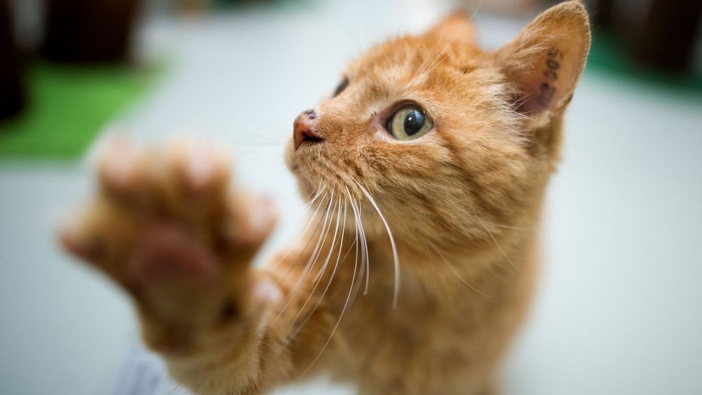 Apps für Haustiere: Katze fängt virtuelle Maus auf Tablet