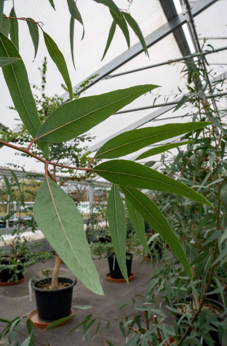 Die Eukalyptus-Bäume in den Gewächshäusern der Wilhelma sollen als Nahrungsreserve dienen.