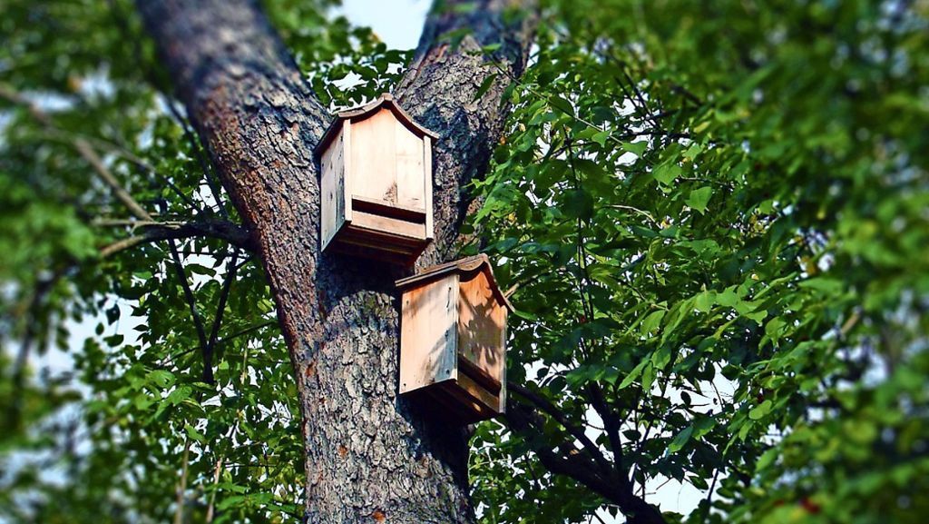 Neubaugebiet Lailberg in Heimsheim: Die Stadt fördert  Fledermäuse