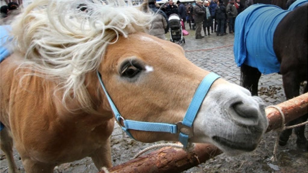 Leonberg: Schau Mal! Das  Pferdemarkts-Blog der LKZ startet...