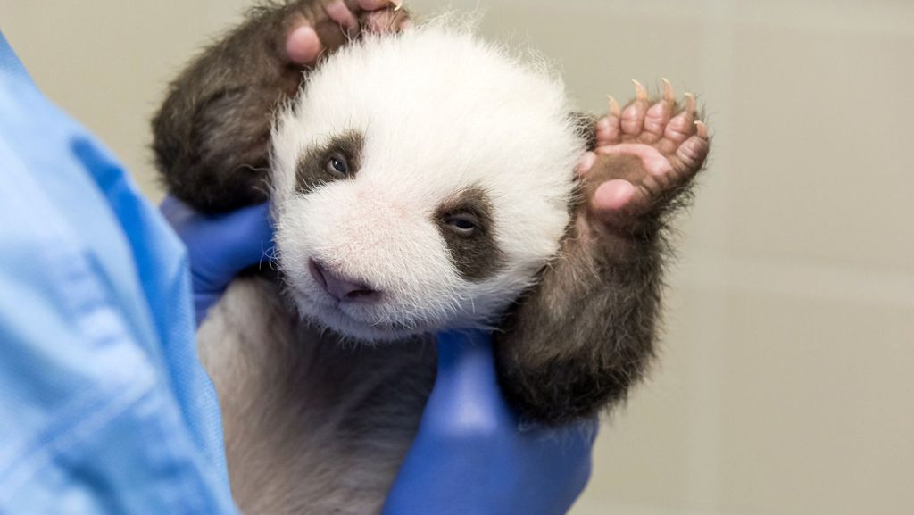 Berliner Zoo: Panda-Zwillinge blinzeln sich in die Welt